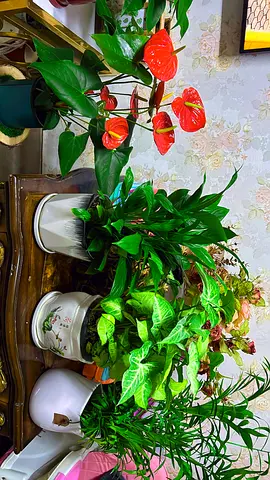 Indoor plants for sale