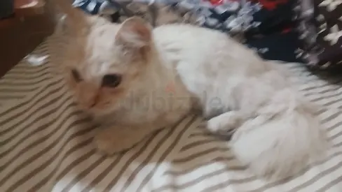 Adorable White Kitten Looking for a Loving Home