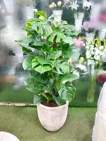 Monstera Plant