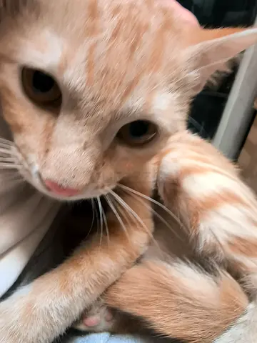 Sweet affetionate male cat vaccinated neutered for free adoption