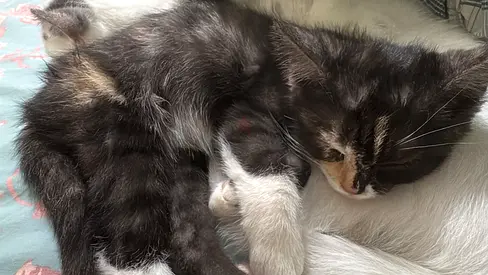 FREE!! FREE!! Urgent Adorable Kitten Looking for a Loving Home