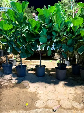 Indoor Fiddle Leaf Fig Plants for Sale