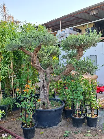 Beautifully Grown Olive Tree - Perfect for Your Garden