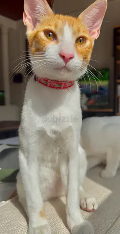 ALRIFAAH/SHERATON SHARJAH — Lost Male Cat in Alrifaah Sharjah