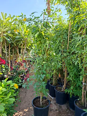 Beautiful Flowering tacoma Plants for Your Garden