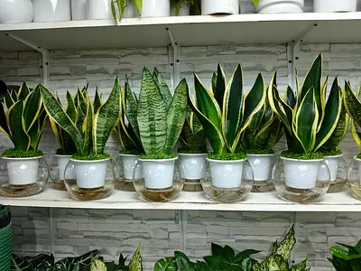 Snake plant