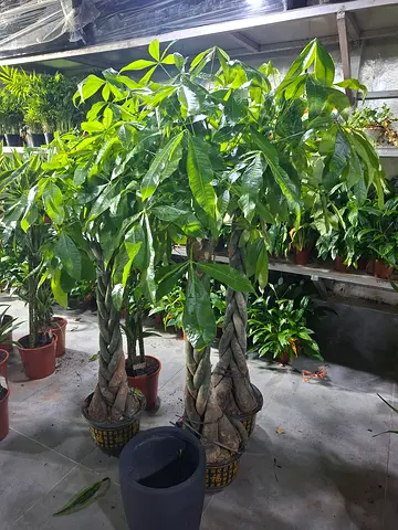 Beautiful Indoor Plants for Sale