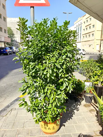 Citrus plant