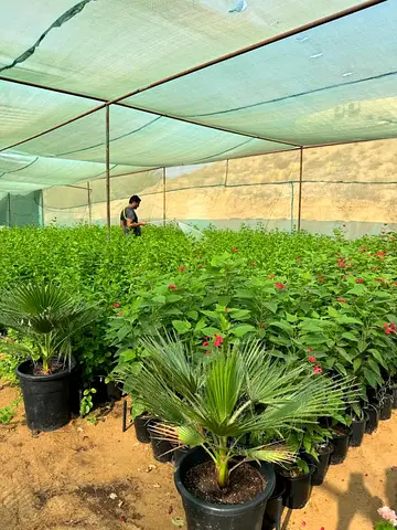 Lush Green Plants for Sale - Perfect for Your Garden