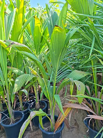 Beautiful outdoor coconut Palm Plants for Sale
