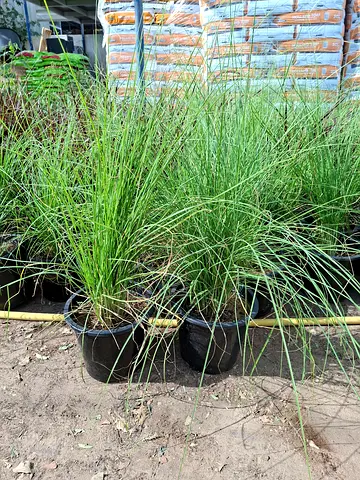 Freshly Grown Ornamental Grass for Sale