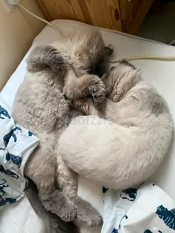 Leo and Max looking for a new home