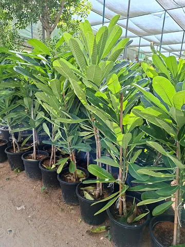 Beautiful pulmairya Plants for Sale