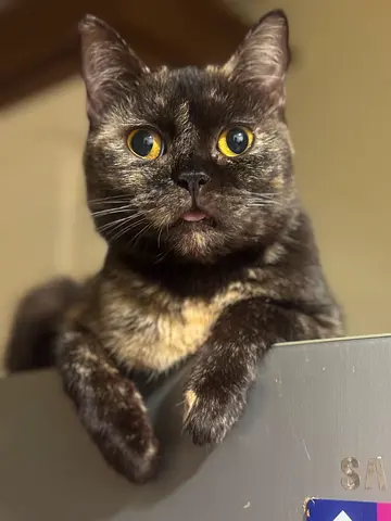 Free Adoption -looking for a good home