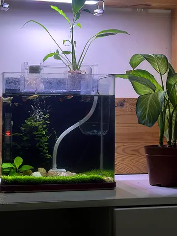 Beautiful Aquatic Setup with Lush Greenery