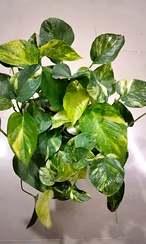 Beautiful Pothos Plant for Sale