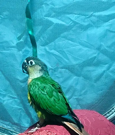 please  IF YOU FIND IT please  INFORM ME IT IS LOST IN SHARJAH MUWAILAH NEAR MUWAILAH BUSSTATION