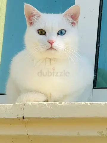 Beautiful White Cat with Unique Eyes Looking for a Loving Home