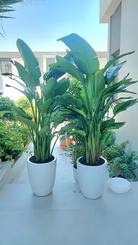 Beautiful indoor bird of paradise Plants in Stylish Pots for Your Home