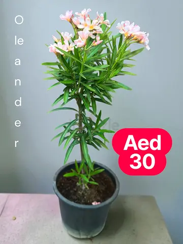 Oleander – Light Pink Bloom