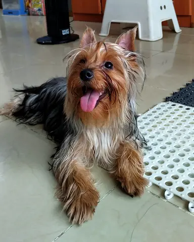 YORKSHIRE TERRIER