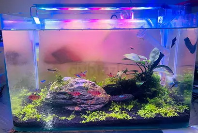 Beautifully Aquascaped Fish Tank with Vibrant Fish