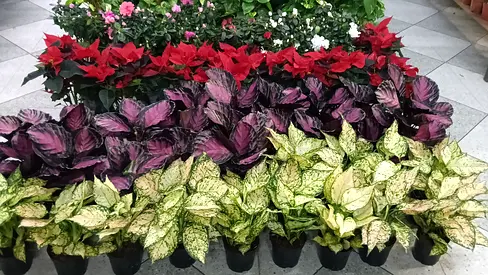 Vibrant Collection of Indoor Plants for Your Home