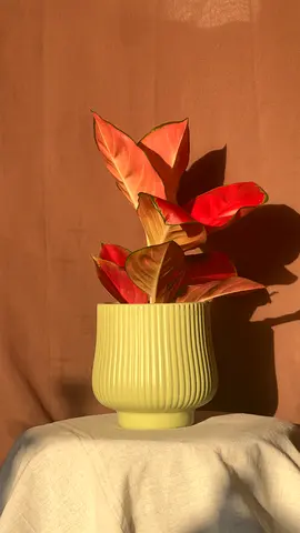 Beautiful Indoor Plant in Elegant Floral Pot