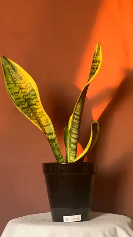 Beautiful Sansevieria Plant for Sale