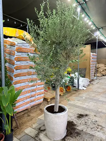 Beautiful Olive Tree in Stylish Pot