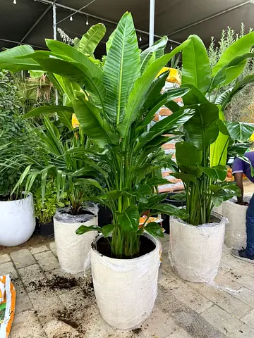 Stunning Indoor Tropical Plants with Decorative Pots