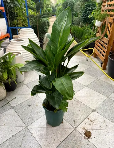 Beautiful Indoor Plant - Perfect for Home Decor