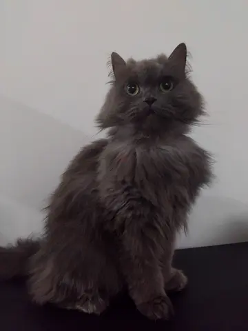 Adorable Fluffy Grey Cat Looking for a Forever Home