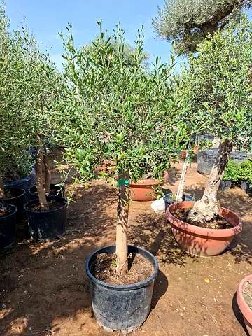 Beautiful Olive Tree for Sale