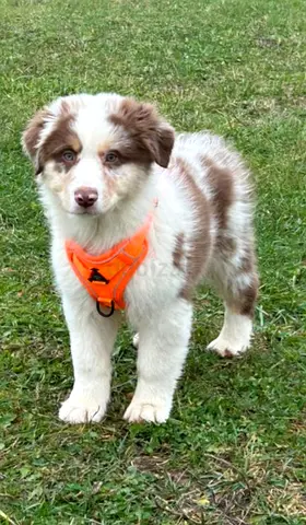 A Puppy is looking for a new place