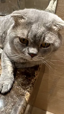 Cat Scottish fold