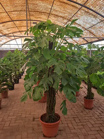 Beautiful Indoor Monstera Plants for Sale