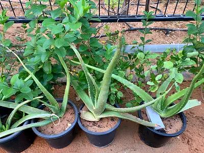 Healthy Aloe Vera Plants for Your Home Garden