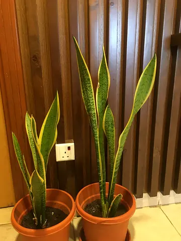 2 Snake live Plants with 2 terracotta pots Perfect for Home Decor