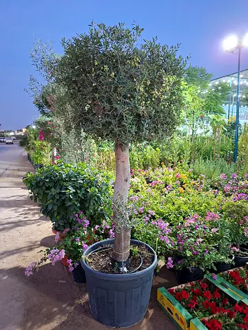 Green Olive Tree - Beautiful Indoor or Outdoor Plant