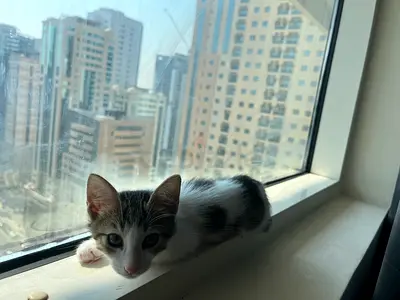Adorable Kitten Looking for a Loving Home