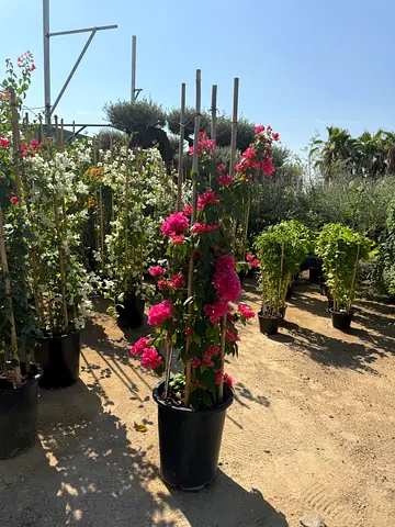 Vibrant Bougainvillea Plants for Sale