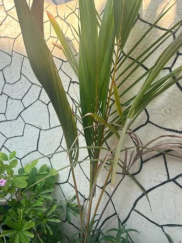Plants