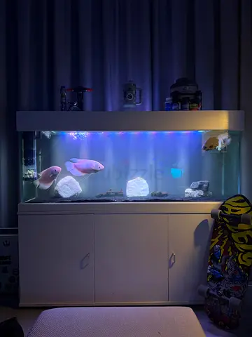 Beautifully Set up fish tank negotiable