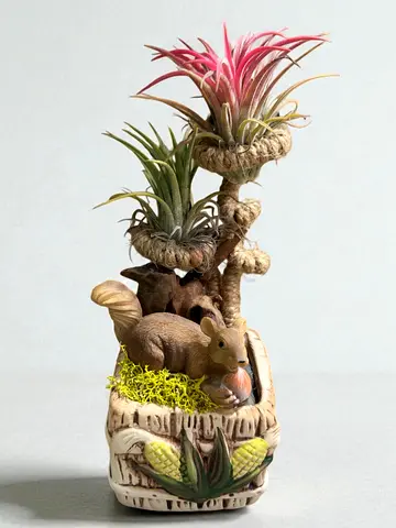 Viva Drift Air – Sculpted Botanical Decor with Tillandsia  Natural Accents
