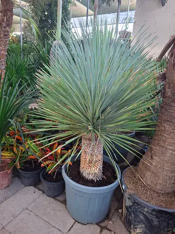 Beautiful yucca rostrata Plant for Sale