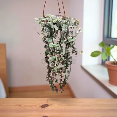 Viva Verda – Variegated String of Hearts Hanging Plant 40/60 Cm