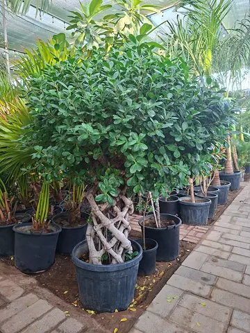 Beautiful Potted Ficus Bonsai Tree