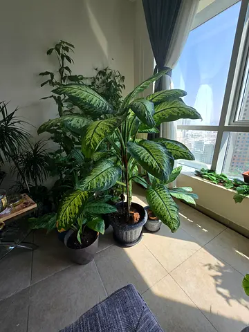 Lush Indoor Plant for a Refreshing Touch