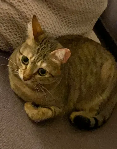 Adorable cat  Looking for a Loving Home